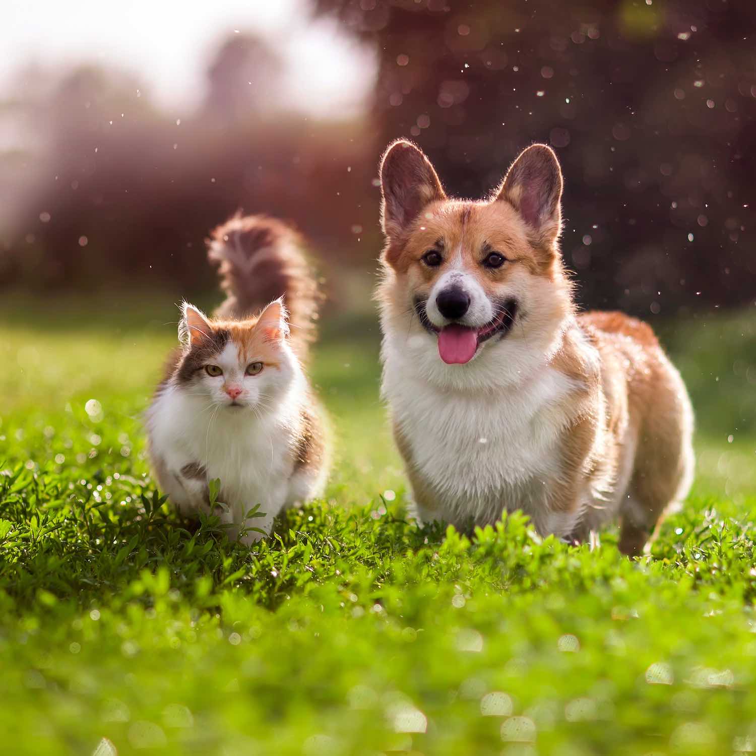 Produits vétérinaires, Pharmacie de Bien Assis, Montluçon